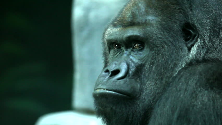 eye contact gorilla male severe silverback Stock Footage Video (100%