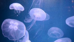 Moon Jelly Jellyfish swimming in group in marine environment, HD video