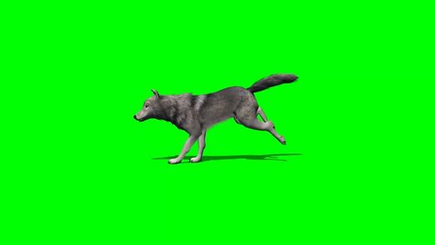 wolf runs - with and without shadow - green screen