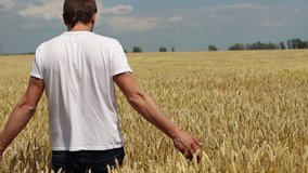 farmer comes in a wheat field  and raises his hands up