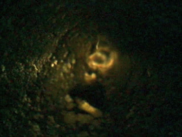 Eastern Mole In Tunnel