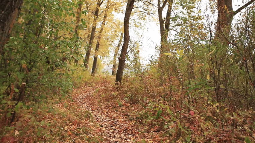 Footpath in autumn yellow wood. Steadicam    view