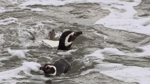 Magellanic penguins taking a bath
