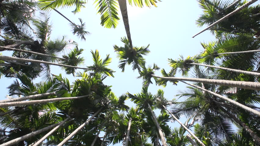 Betel nut trees in Goa , India