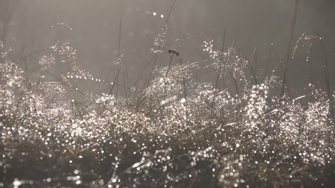 4K Frosted Wild Flower, Grass in Morning Dew on Meadow, Field, Sun Rays, Sunbeam through Magic Mystical Glade in Fog, Smoke, Dramatic Autumn, Winter Landscape