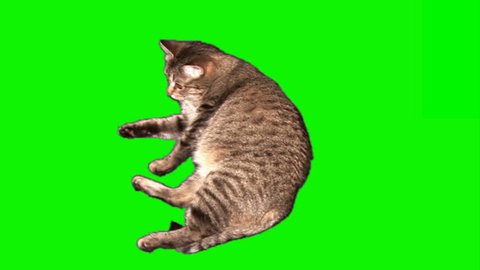 Fattened grey striped female cat lying, licking, turning over and runs away (on green screen)