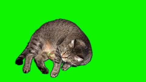 Female grey striped cat with the ball toy in the legs swinging and washing on green screen