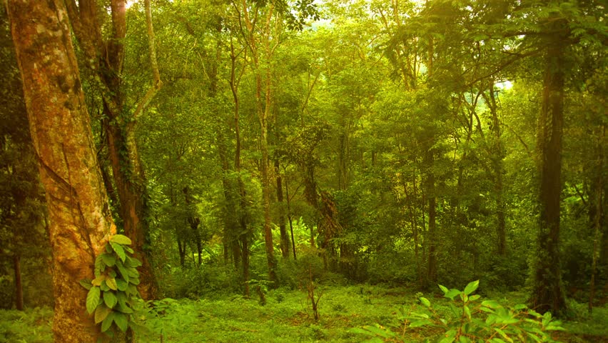 rainforest hd videos 1080p rainforest hd videos 1080p