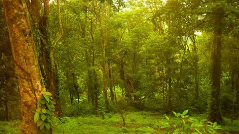 Sunset Forest Stock Photo 705454117 | Shutterstock