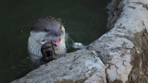 otter eat small fish in pond