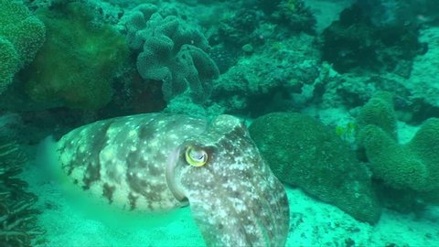 Broad club cuttlefish swimming over the reef