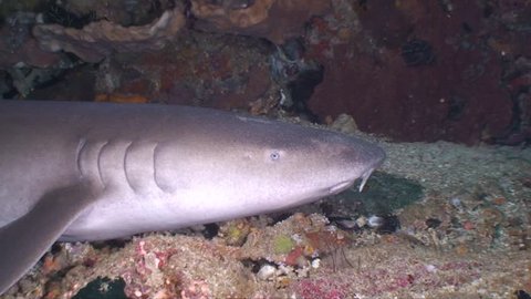 Nurse shark laying in a cave