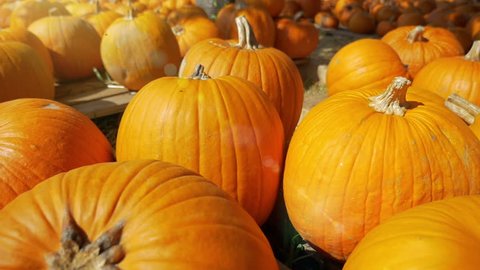 Slow motion, close up of a pumkin patch, stock video clip 庫存影片