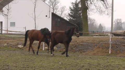 Horses playing and chasing each other
