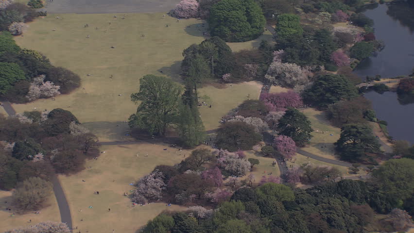 Aerial view Hanami Shinjuku Gyoen National Garden Cherry Blossom trees Urban oasis Shinjuku Tokyo Japan Asia