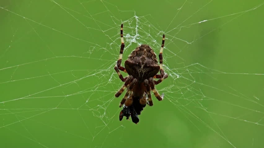  European garden spider (Araneus diadematus) with its prey.