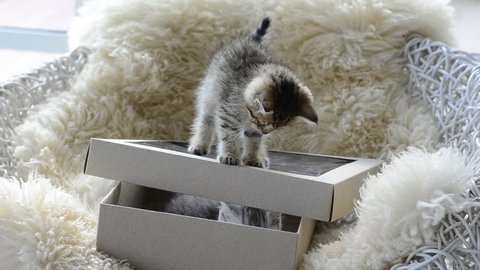 Silver tabby kitten playing with Gold tabby kitten on box