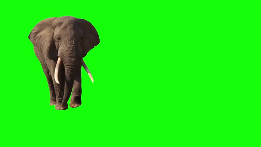 African Elephant, Close Up. Green screen. Big elephant goes to the watering

 Royalty-Free Stock Footage #7796155