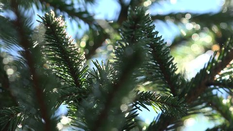4K Close up of Empty Undecorated, Unadorned Pine Frosted Branches in Morning Dew for Christmas, Xmas Tree, Holiday