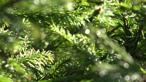 4K Close up of Empty Undecorated, Unadorned Pine Frosted Branches in Morning Dew for Christmas, Xmas Tree, Holiday