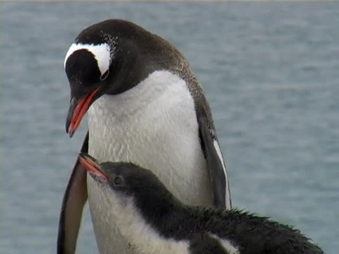 Gentoo Penguin (Pygoscelis papua) regurgitating food for chick. Stock Video