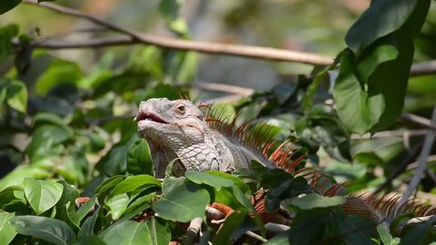 CLOSE UP: Green iguana in a tree