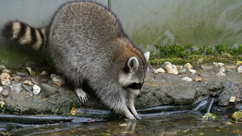 North american raccoon (Procyon lotor) washing his paws in  garden pond