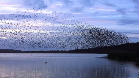starlings flock together on lake at sunset nature background - Aqualate Mere, Staffordshire, England: November 2014 -  02666698 
