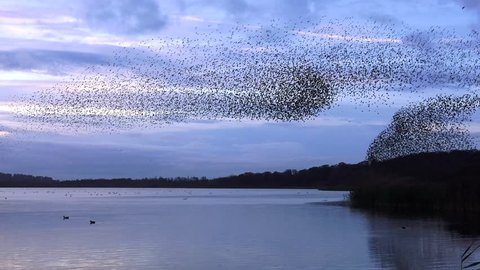 starlings flock together on lake at sunset nature background - Aqualate Mere, Staffordshire, England: November 2014 -  02666698 