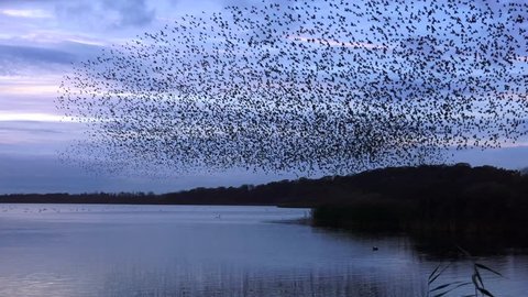 starlings flock together on lake at sunset nature background - Aqualate Mere, Staffordshire, England: November 2014 - 01761149