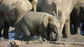 Playful African elephant baby (Loxodonta africana) splashing water, Addo Elephant National Park, South Africa