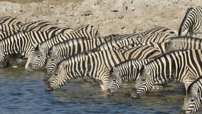 Plains (Burchell’s) Zebras (Equus burchelli) drinking water, Etosha National Park, Namibia