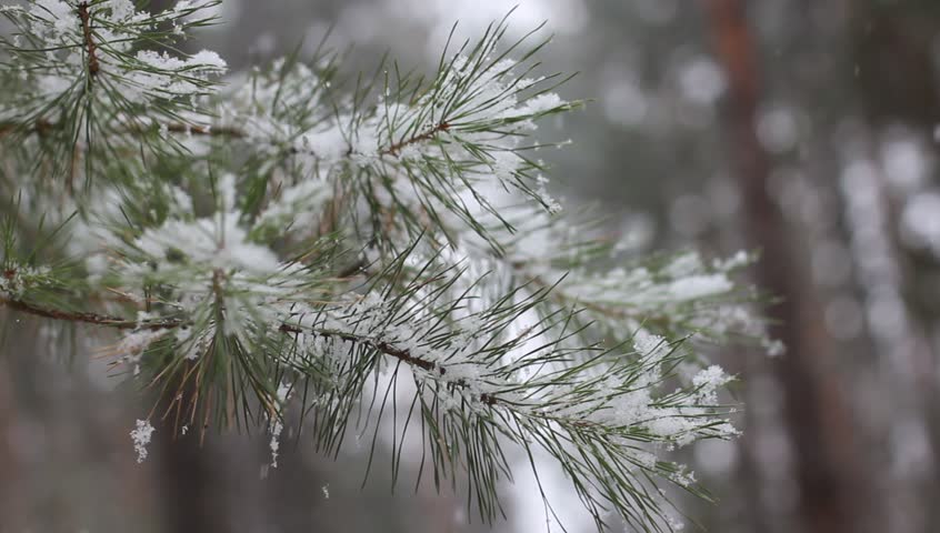 snow falling on christmas tree Stock Footage Video (100% Royalty-free ...