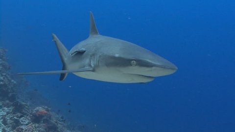shark swims at camera