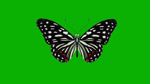 Animated Butterfly On Green Background Stock Footage Video 100 Royalty Free 7698577 Shutterstock