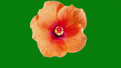 Hibiscus tropical flower time lapse bloom on green screen chroma key background with matte alpha channel 