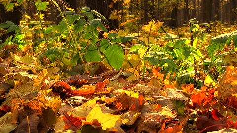 Colorful fallen leaves in the forest