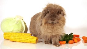 fluffy rabbit with vegetables on white 
