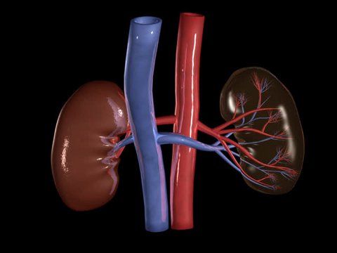 Kidney Rotation Loop Stock Footage Video (100% Royalty-free) 78286 ...