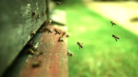 Honey bees taking off from hive filmed in slow motion. Version 3