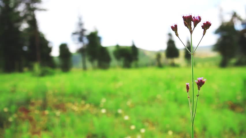 Flower in a field blown by wind with sound