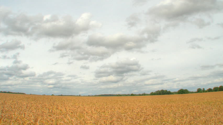 Grey clouds over corn field, HD time lapse clip, high dynamic range imaging