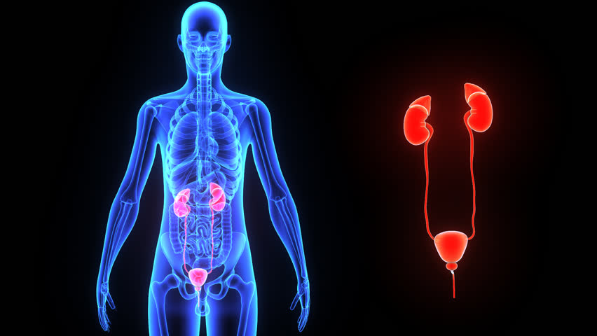 Kidneys Stock Footage Video (100% Royalty-free) 7833889 | Shutterstock