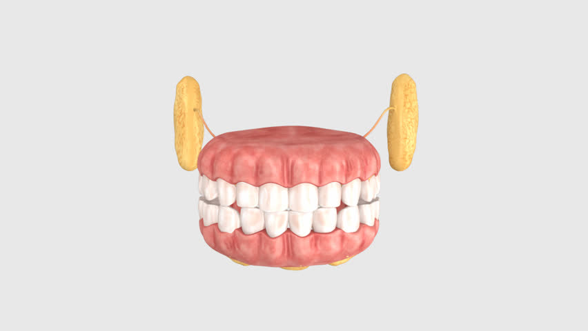 Human anatomy of salivary glands Stock Video Footage Biology Diagrams