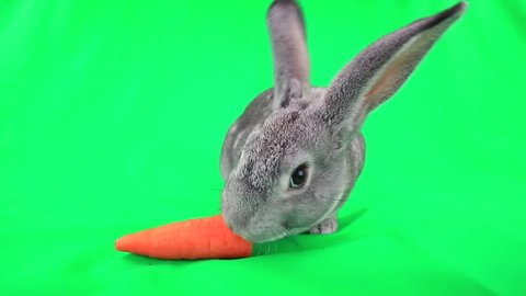 Rabbit with carrot on green screen
