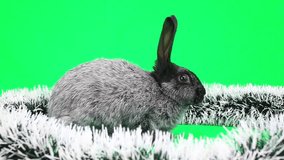 New Year's Fluffy rabbit on the green screen