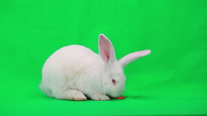 Rabbit with carrot on green screen Royalty-Free Stock Footage #7835281