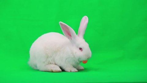 Rabbit with carrot on green screen