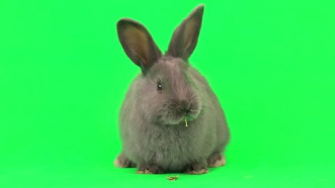 Rabbit  on green screen