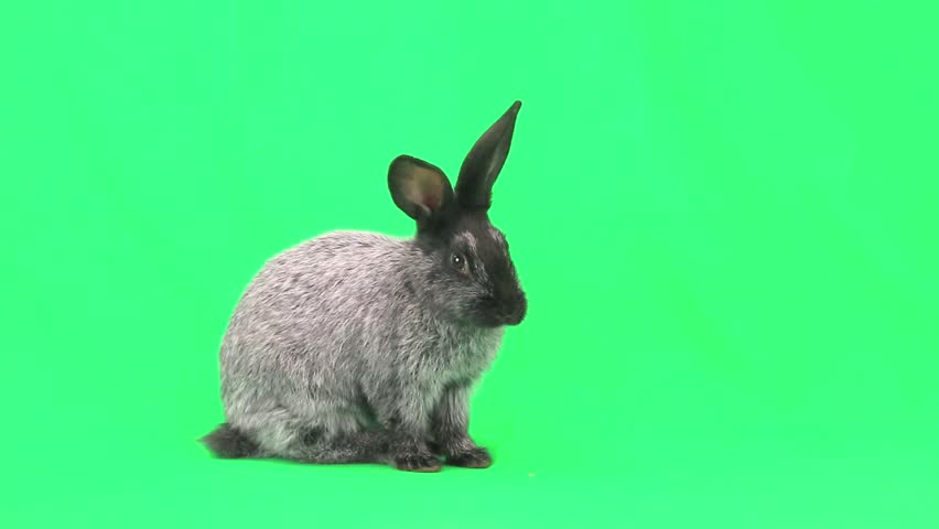 Rabbit  on green screen Royalty-Free Stock Footage #7835476